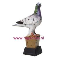 Duif BSST 39364