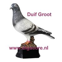Duif BSST 39745